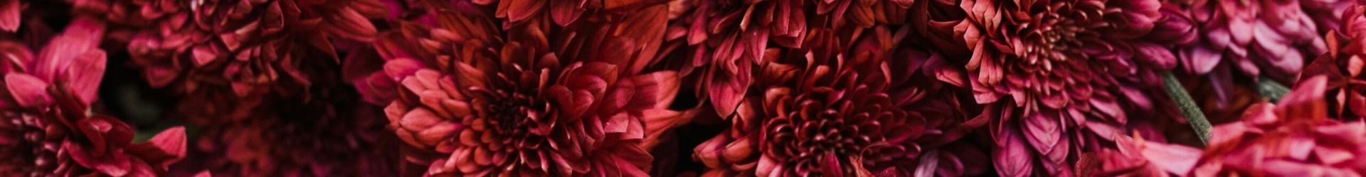 cut flowers cut flowers
